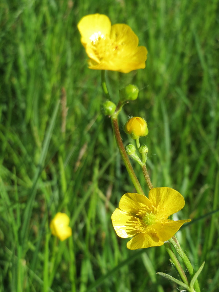 Tall Buttercup (Black Hills Invasive Plant Guide) · iNaturalist