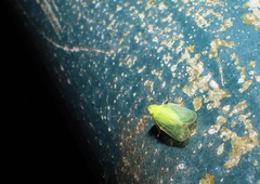 Tropiduchinae
