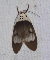 Amerila crokeri