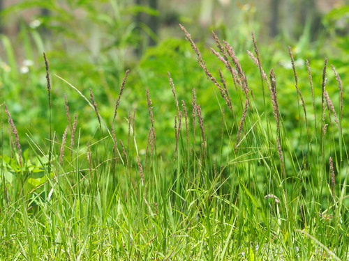 Eragrostis ciliaris