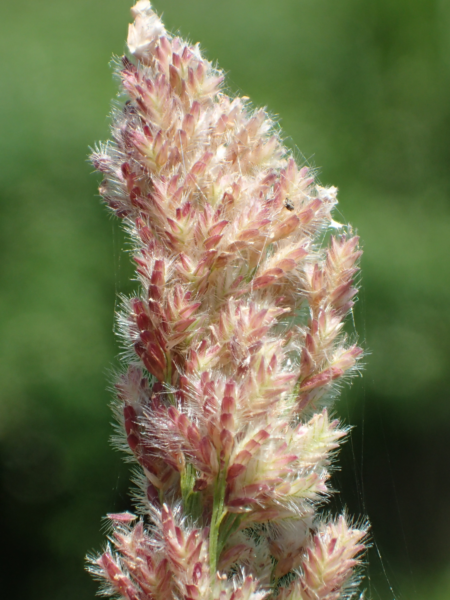 Eragrostis ciliaris