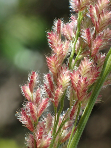 Eragrostis ciliaris