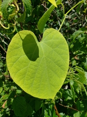 Aristolochia macrophylla