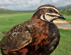 Coturnix delegorguei