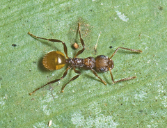 Pseudonotoncus