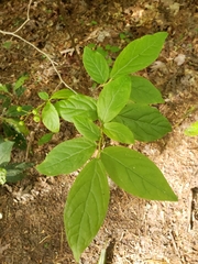 Calycanthus floridus