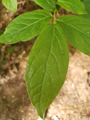 Calycanthus floridus