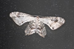 Phazaca leucocephala