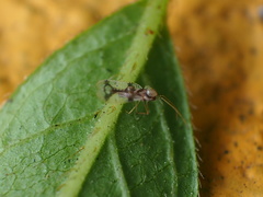 Stephanitis pyrioides