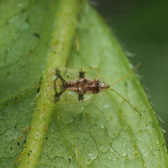 Stephanitis pyrioides