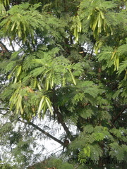 Leucaena leucocephala