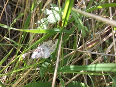 Xanthorhoe montanata