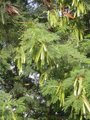 Leucaena leucocephala
