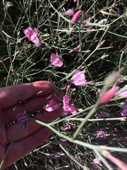 Convolvulus dorycnium