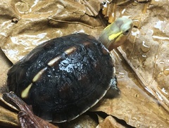 Cuora flavomarginata