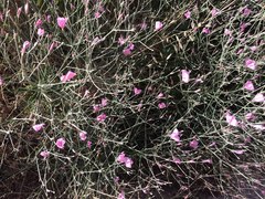 Convolvulus dorycnium