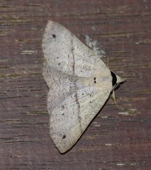 Ophyx eurrhoa