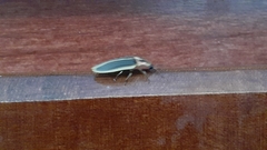 Pyractomena angulata