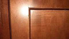 Pyractomena angulata