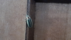 Pyractomena angulata