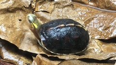 Cuora flavomarginata