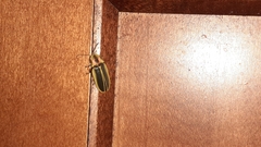 Pyractomena angulata