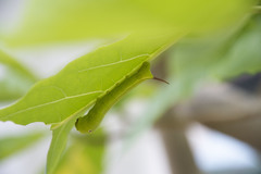 Hippotion velox