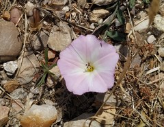 Convolvulus arvensis