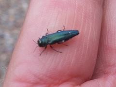 Agrilus biguttatus