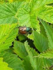 Phyllopertha horticola