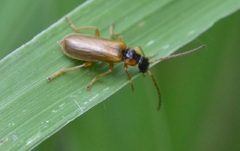 Rhagonycha testacea