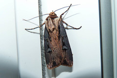 Agrotis volubilis