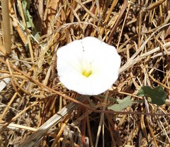 Convolvulus arvensis