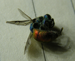 Chrysis ignita