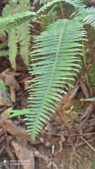 Dicranopteris linearis