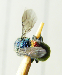 Chrysis ignita