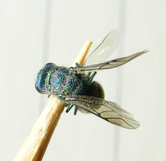 Chrysis ignita