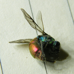 Chrysis ignita