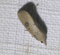 Hypocala guttiventris