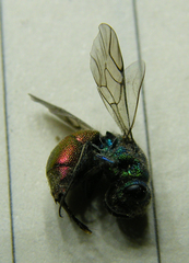 Chrysis ignita