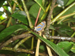 Ithomia agnosia pellucida