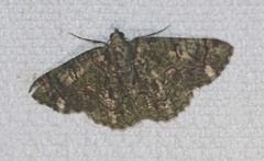 Aeolochroma rhodochlora