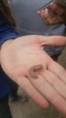 Proserpinus clarkiae