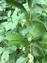 Scopolia carniolica
