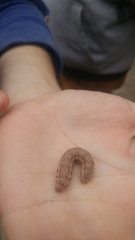 Proserpinus clarkiae