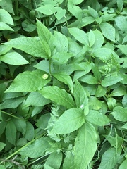 Scopolia carniolica