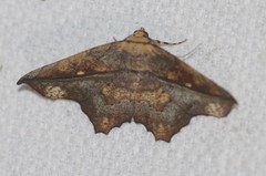 Polyacme dissimilis