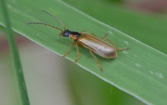 Rhagonycha testacea