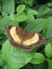 Junonia terea terea