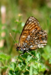 Melitaea phoebe